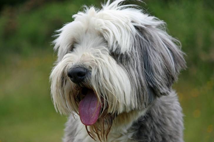 Photo Bearded Collie