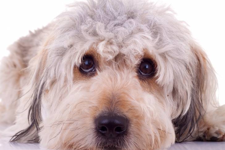 Photo Bearded Collie