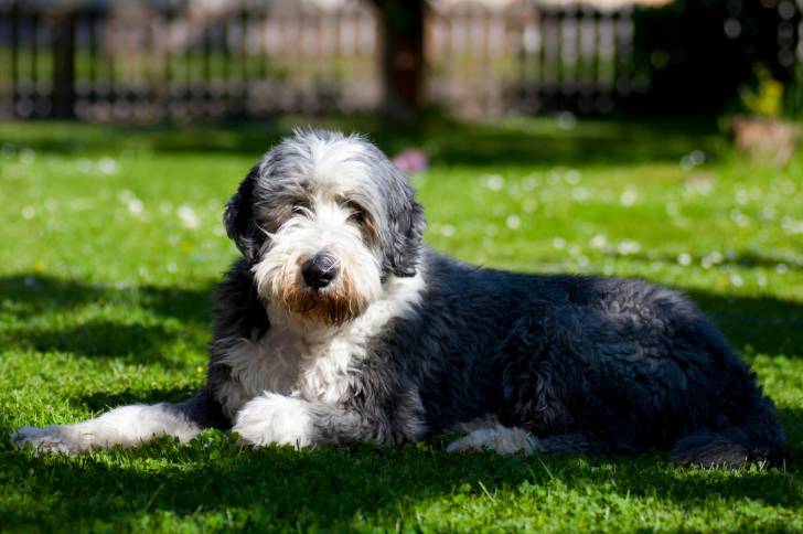 Photo Bearded Collie