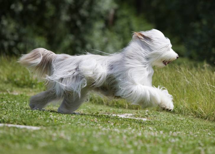 Un Colley Barbu court dans un champ