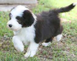 Aaron - Bearded Collie Mâle (8 mois)