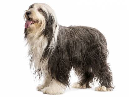 Photo Bearded Collie