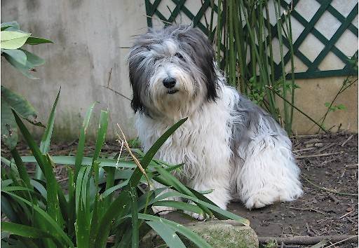 BUZIA z Gangu Dlugich ( femelle ) - Nizinny