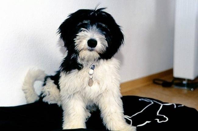 Feksa, Nizinny de 7 mois - Nizinny (7 mois)