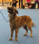 Photo Berger des Pyrénées à Face Rase