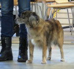 Photo Berger des Pyrénées à Face Rase