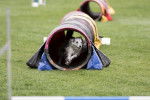 Un Berger des Pyrénées à face rase à la sortie d'un tunnel d'agility