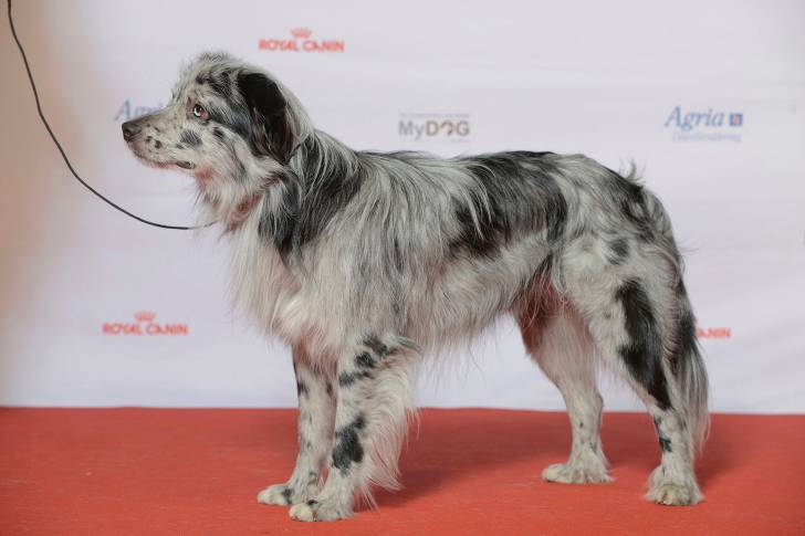 Un Berger des Pyrénées à face rase à une exposition canine