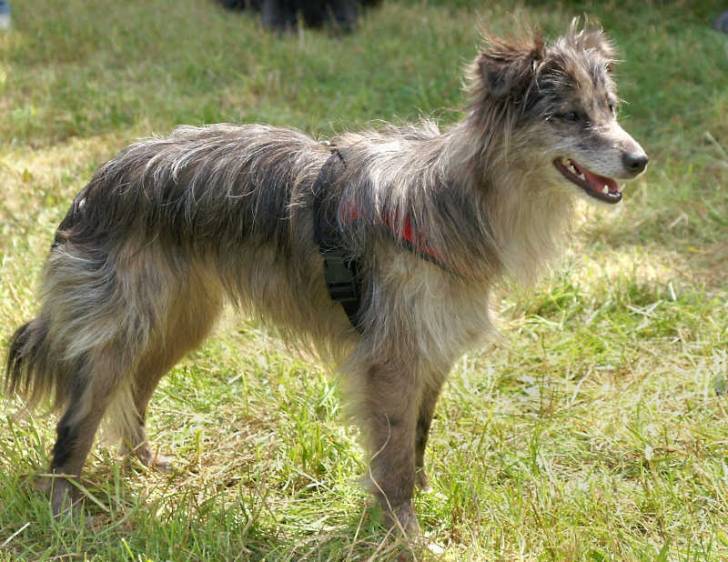 Un Berger des Pyrénées à face rase debout et qui regarde devant lui