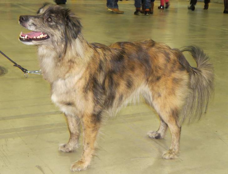 Photo Berger des Pyrénées à Face Rase