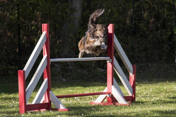 Un Berger des Pyrénées à face rase qui saute une haie d'agility
