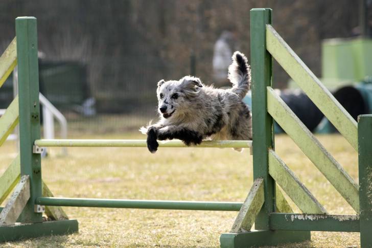 Un Berger des Pyrénées à face rase qui saute une haie d'agility