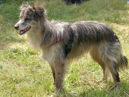 Un Berger des Pyrénées à face rase en position statique