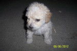 licy - Bichon Bolonais (6 mois)