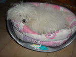 Neve - Bichon Bolonais (7 mois)