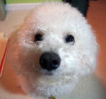 Photo Bichon Bolonais