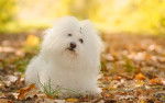 Photo Bichon Bolonais