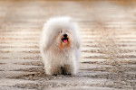Photo Bichon Bolonais