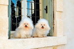 Photo Bichon Bolonais