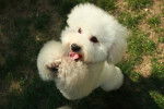 Photo Bichon Bolonais