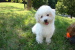 Photo Bichon Bolonais