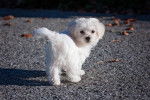 Photo Bichon Bolonais