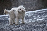Photo Bichon Bolonais