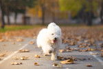 Photo Bichon Bolonais