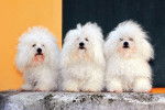 Photo Bichon Bolonais