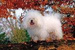 Photo Bichon Bolonais