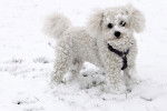 Photo Bichon Bolonais