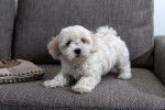 Photo Bichon Bolonais