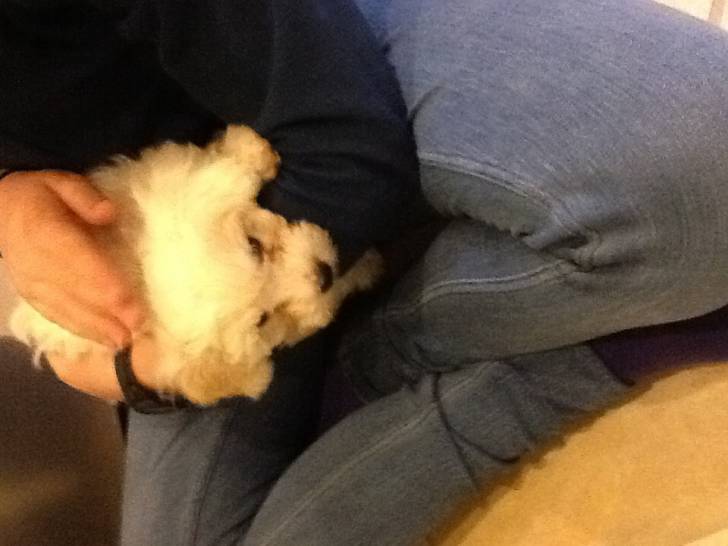 Sara - Bichon Bolonais Mâle (8 mois)