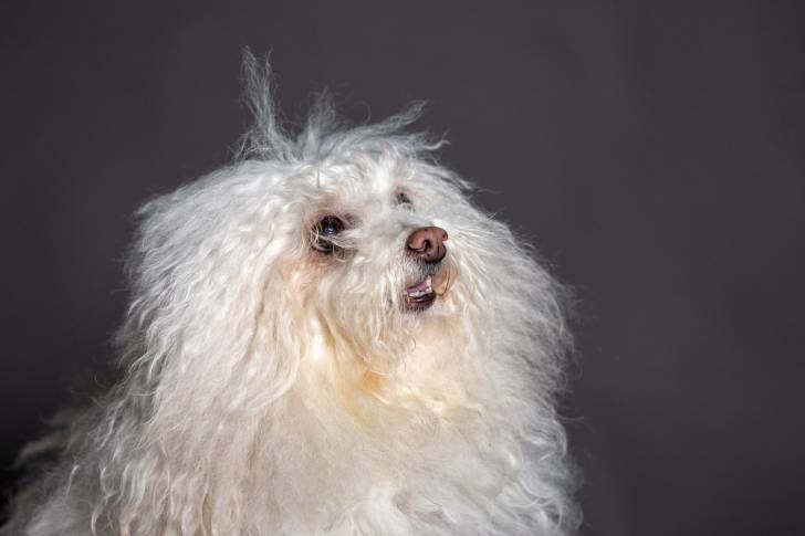 Photo Bichon Bolonais