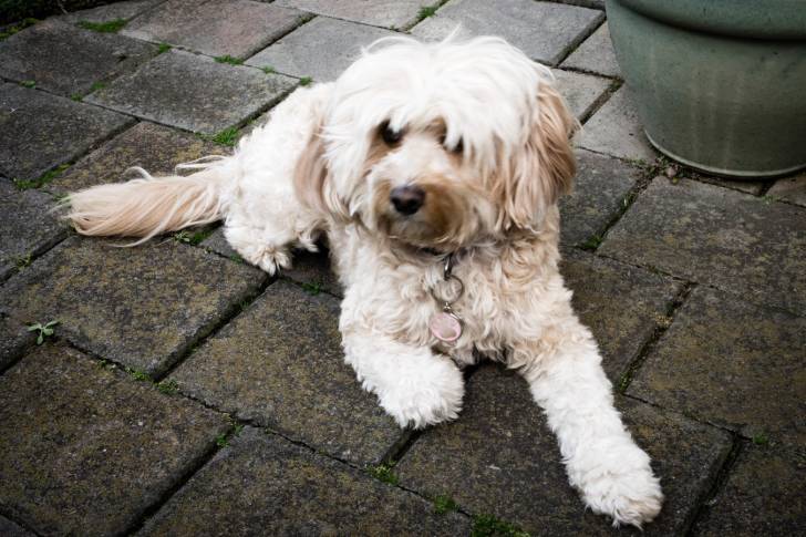 Photo Bichon Bolonais