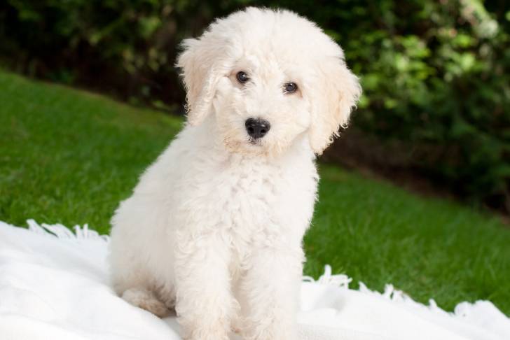 Photo Bichon Bolonais