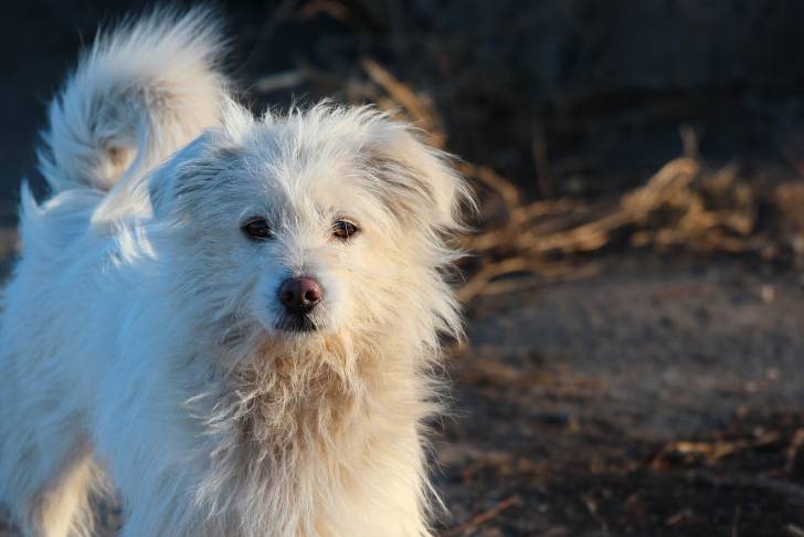 Photo Bichon Bolonais
