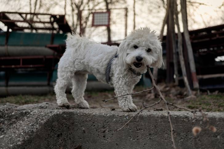 Photo Bichon Bolonais