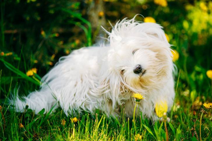 Un Bichon Bolonais allongé au milieu des fleurs