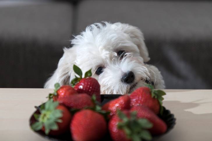 Photo Bichon Bolonais