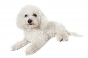 Bichon Bolonais