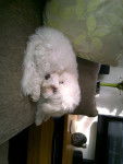 the fluffy honey - Bichon Frisé (11 mois)