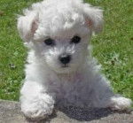 Snowball - Bichon Fris&eacute; (2 mois)