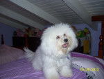 Lady - Bichon Frisé (2 ans)