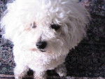 Kikka - Bichon Frisé (4 ans)
