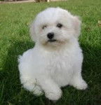 canelle - Bichon Fris&eacute; (2 mois)