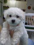 dea - Bichon Frisé (3 mois)