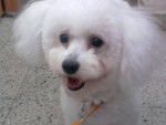 Lady - Bichon Frisé (2 mois)