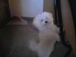 Lady - Bichon Frisé (4 mois)