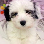 Snoopy - Bichon Fris&eacute; M&acirc;le (9 mois)